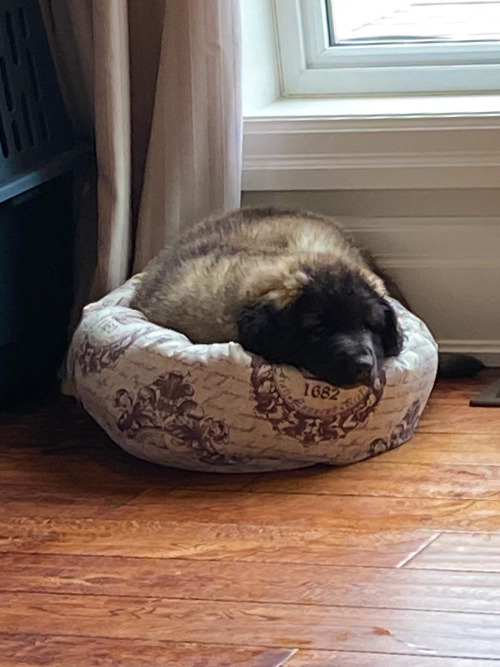 she fits in the cat bed&hellip;&hellip;&hellip;so small