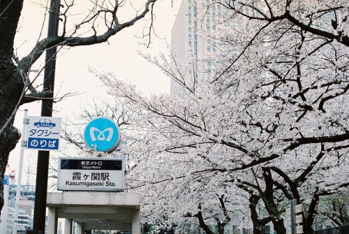 lcyungsoos: cherry blossom@kasumigaseki (by komecco)