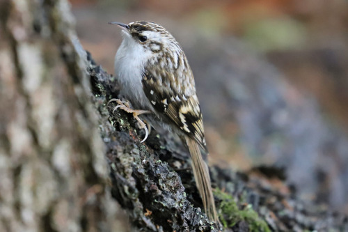 Eurasian treecreeper/trädkrypare.