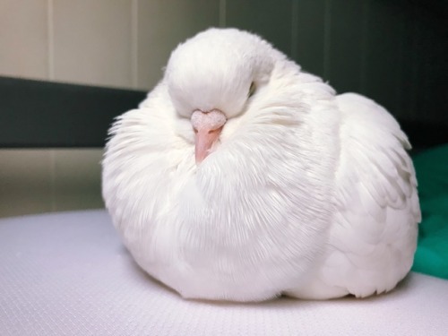 pigeonmiu - the fluffiest puff there ever was