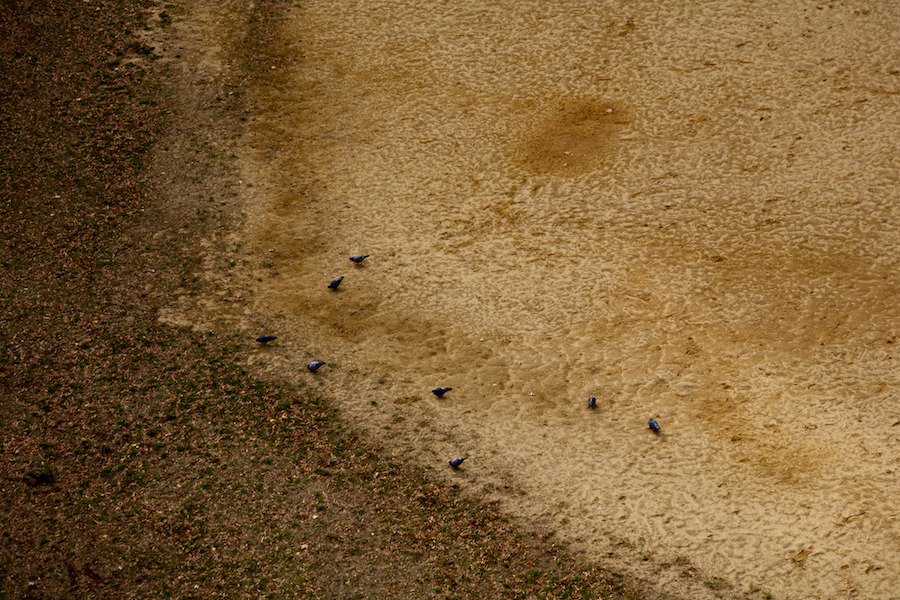 Pigeons on Field