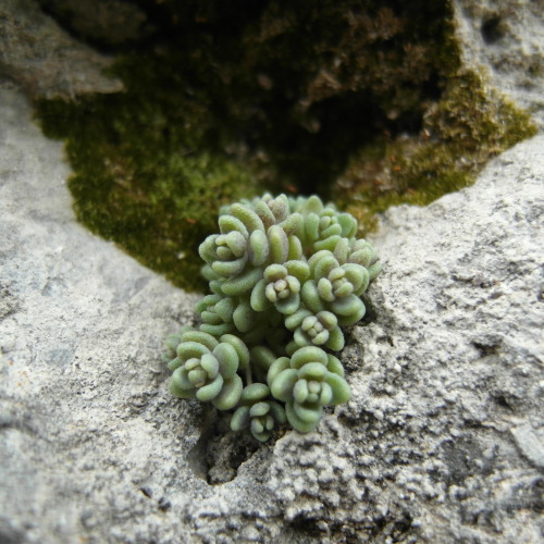 thistransient:life in the cracksRozafa Castle, Shkodër