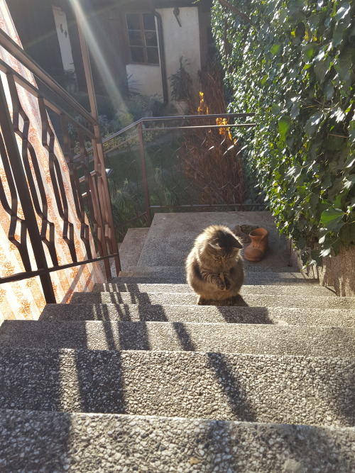 sadbadanddangeroustoknow: oh-my-jaeger: I was taking photos of my grandmas cat and !!!! He got the p