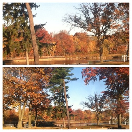 I must have been a hippie in a past life because during fall all I say is “I like trees”.