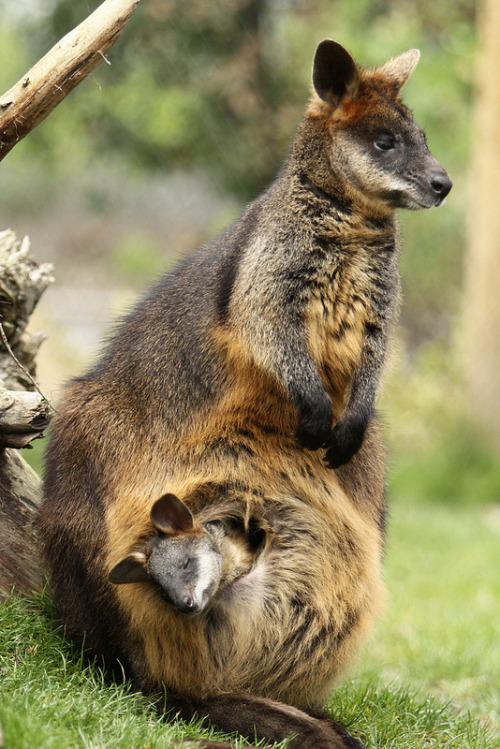 thelordismylightandmysalvation:Moeraswallabie (by K.Verhulst)