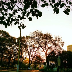 This makes me feel nice. #Sagrado #morning #daily #sunrise #nature #trees