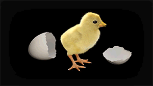 zerostatereflex:  Chicken Embryo Development in 21 Days This is amazing.    