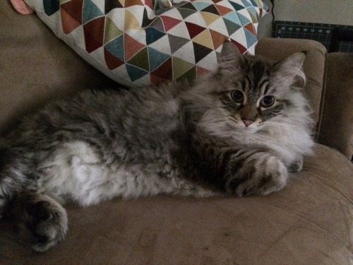 holyhael:charlie is spending this national cat day on the couch