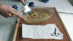 hippintripy:  Bho 