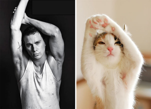 itsfridayimin-love: Not sure if I’m reblogging for the cuteness of the cats or the sexiness of