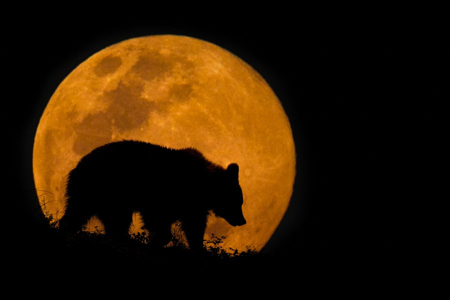 outdoormagic:  The Bear &amp; The Moon by Mario Moreno