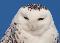 daily-owls:  Snowy Owl Portrait by Kirchmeier