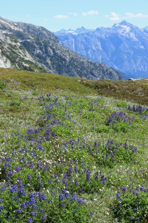 burningmine:Cascade Pass/Sahale Arm, July 2019