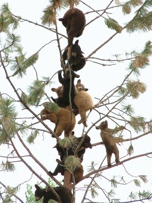 ollebosse:    BuzzFeed    Bearie tree