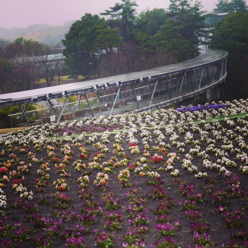 #とっとり花回廊 #雨 #ビオラ #tottori #tottorihanakairo #rainday #flowerhill #viola #lovejapan