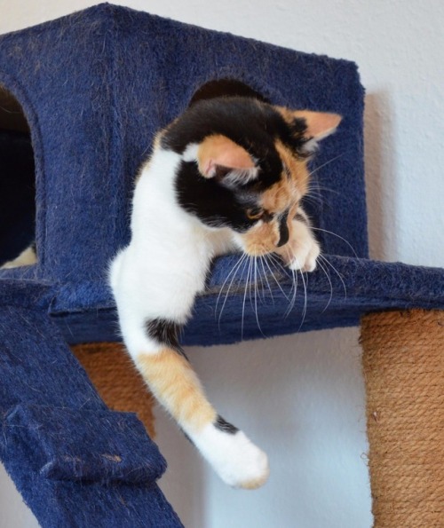 the-amber-eyes: Trying some new meowdel-poses for meowmy.