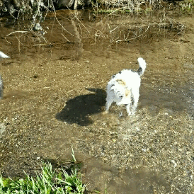 mango-pup:  sammythesheltie: We had an amazing walk today without Mia but with Fox and Spoony, Sammys best friend 🐶. His owner has poorly a cold -hopefully she will feel better soon- and asked me if I could take Spoony with us. And the little Jack