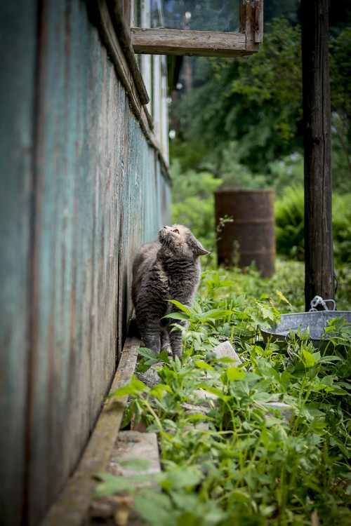 A curious cat by Iya Denchukov