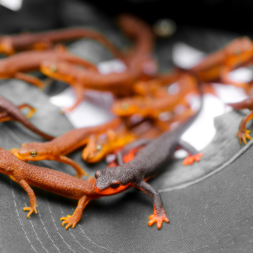 steepravine:So Many California Newts And One Red Bellied Newt(Monte Bello Open Space, California - 1