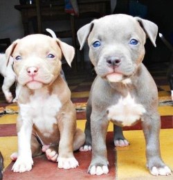 gi-jayy:   Pit bull puppies are literally