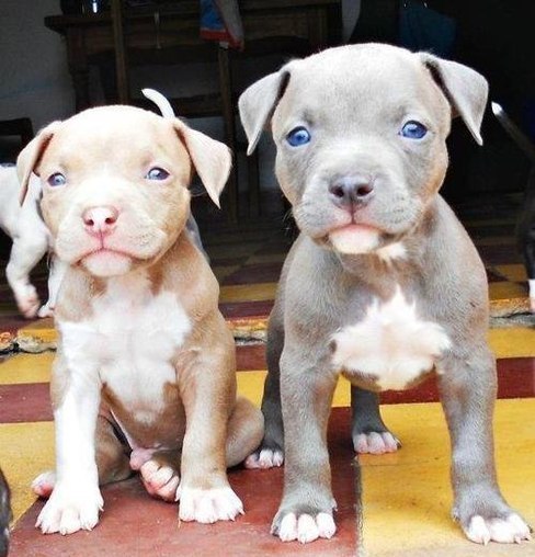 whatthetracy:  PITBULL PUPPIES STEAL MY HEART 