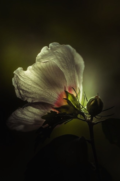 Porn photo crescentmoon0666:   by Paul Barson    