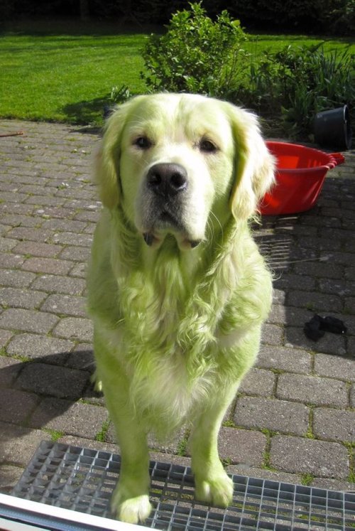 Photoshop Battles: Golden played in freshly mowed lawn | sources