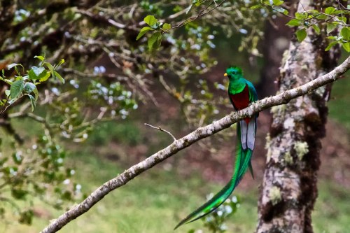 badass-bharat-deafmuslim-artista:whencookiesscream:I decided the other week that the Quetzal is 