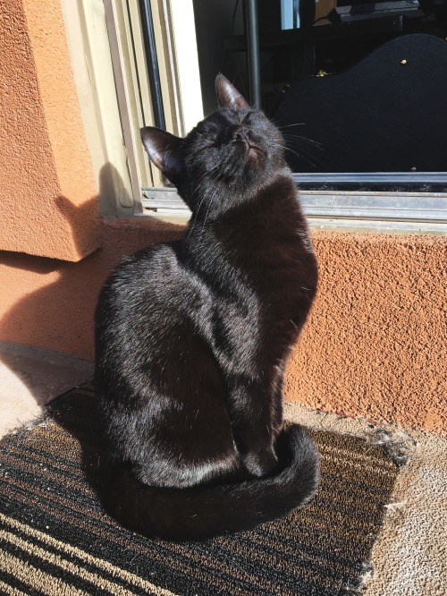 awwww-cute:  Sunbathing 😍 (Source: http://ift.tt/2pdzcyp)