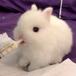 wondernotful:  Baby Rabbit. So fucking cute!