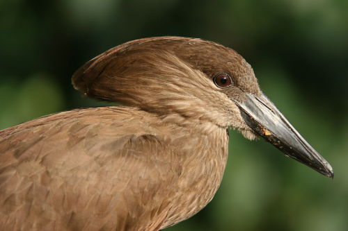 typhlonectes:Hamerkop (Scopus umbretta), found in Sub-Saharan Africa and western Arabian PeninsulaTh