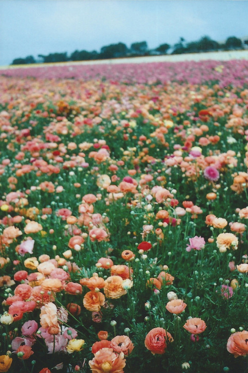 nightoesphere:  Scan 159 (by natcatwil)