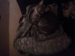 Nevermind that he&rsquo;s got his own bed and the dog&rsquo;s bed, he has to sleep on Nick&rsquo;s rucksack lol