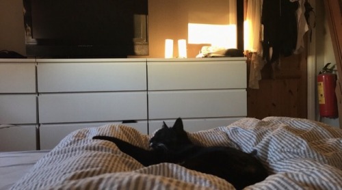 woodymccree:Happy black cat appreciation day!! This wittle baby passed away in January but there is 