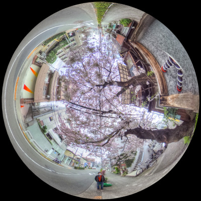 Under the Sakura Tree, Tokyo http://mePhoto.jp