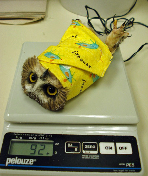 thefleetingfoxx:  THIS IS HOW OWLS ARE WEIGHED OH MY GOD 