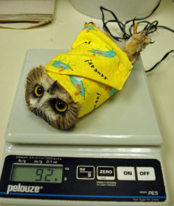 thefleetingfoxx:  THIS IS HOW OWLS ARE WEIGHED