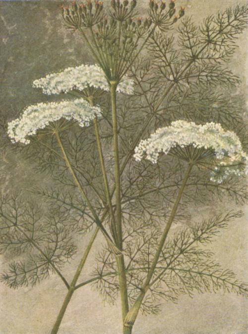 Les fleurs des prairies et des pâturages - Edmond Gustave Camus - 1914 - via Gallica