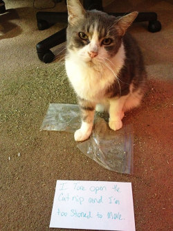 things-inbetween:boredpanda:20  Asshole Cats Being Shamed For Their Crimes