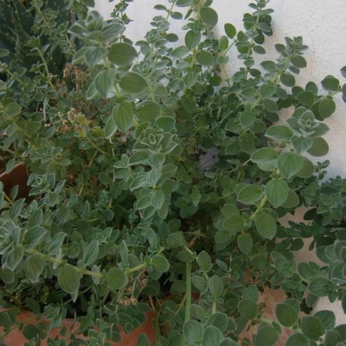 Oregano plant!!! #oregano #plants #herb #herbs #plantaddict #plantlover #plancollection #balcony #pl