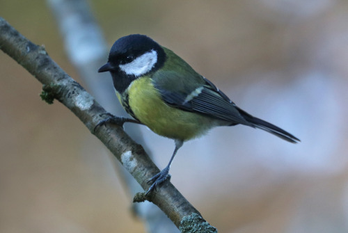 Great tit/talgoxe.