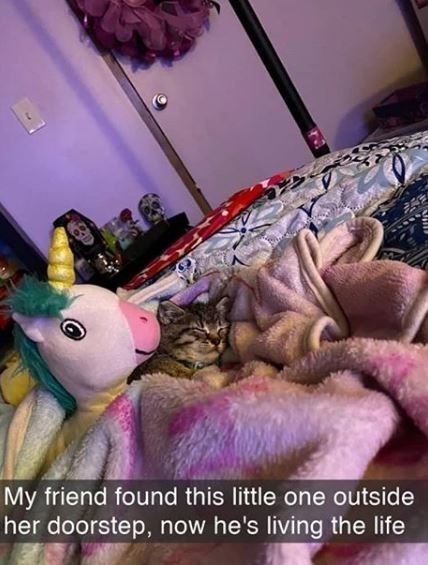 polyhexian-princesses:animalsnaps:Cat snapsIn all seriousness, what breed of cat is the top pic? I l