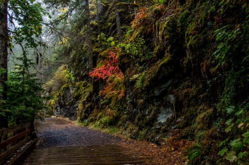 Oregon rains bring vibrant greens.