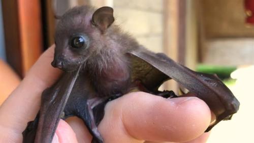 daily-batty-dose:Your Daily Batty Dose!Baby Fruit BatSource {x}