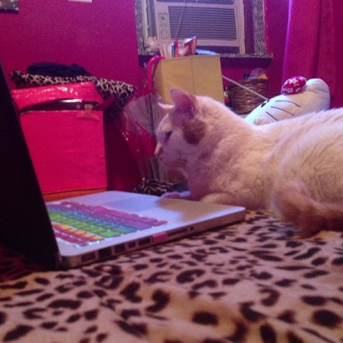 helloaurenx3: #cat #kitty #meow #macbook #charger #mybaby #cute #awh #fat