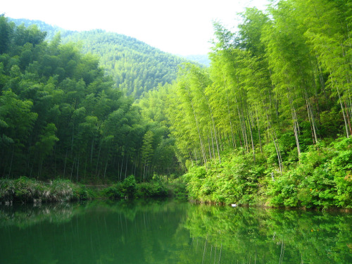 warborne: entering the bamboo forest (by vfowler)