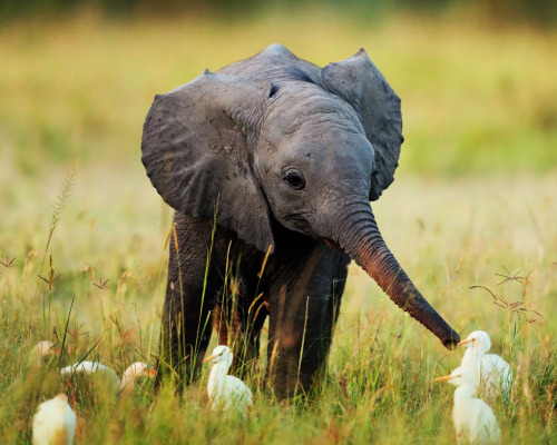 snowprincess-kittykolorz:thehappysorceress:fullofwhoa:venera9:Baby Elephants!babbyThe sweeties!My bu