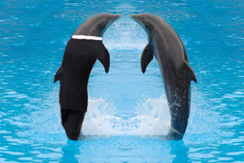 dil-howlters-mirror:SO TODAY I REALIZED THAT WHEN YOU GOOGLE SEARCHED “DOLPHINS