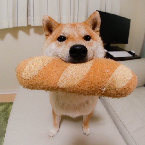 muddy-mons:  mustardtigress:  I love bread just as much as Daifuku!!  apieceofbread 