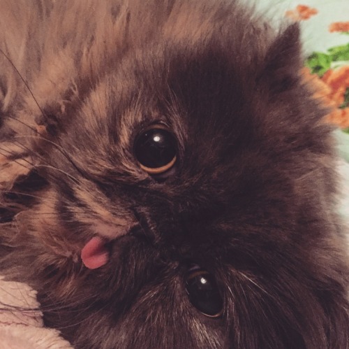 dailyblep:  Lie down blepdailyblep.tumblr.com source: imgur.com/r/blep/WrXlZBM